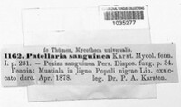 Patinellaria sanguinea image